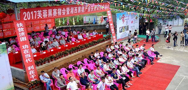 400万人观看赛猪会为金色的黑猪梦加油